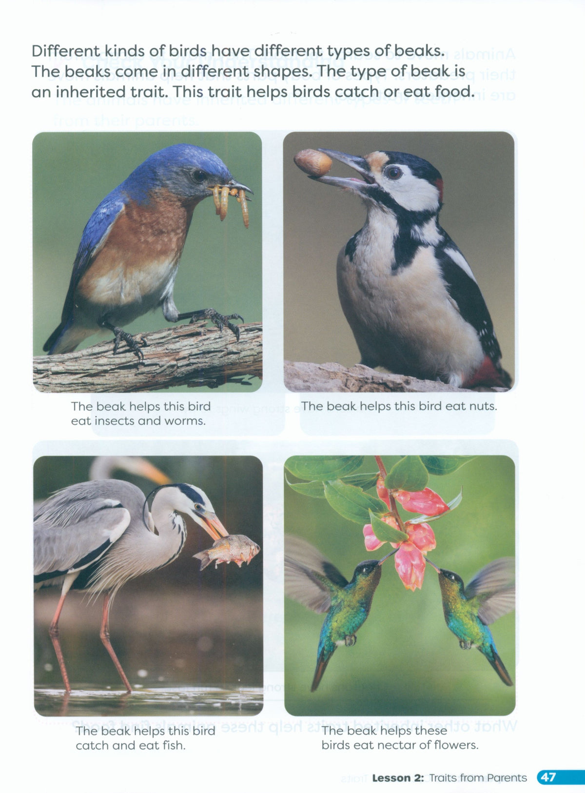 Primary Science Worktext G3B