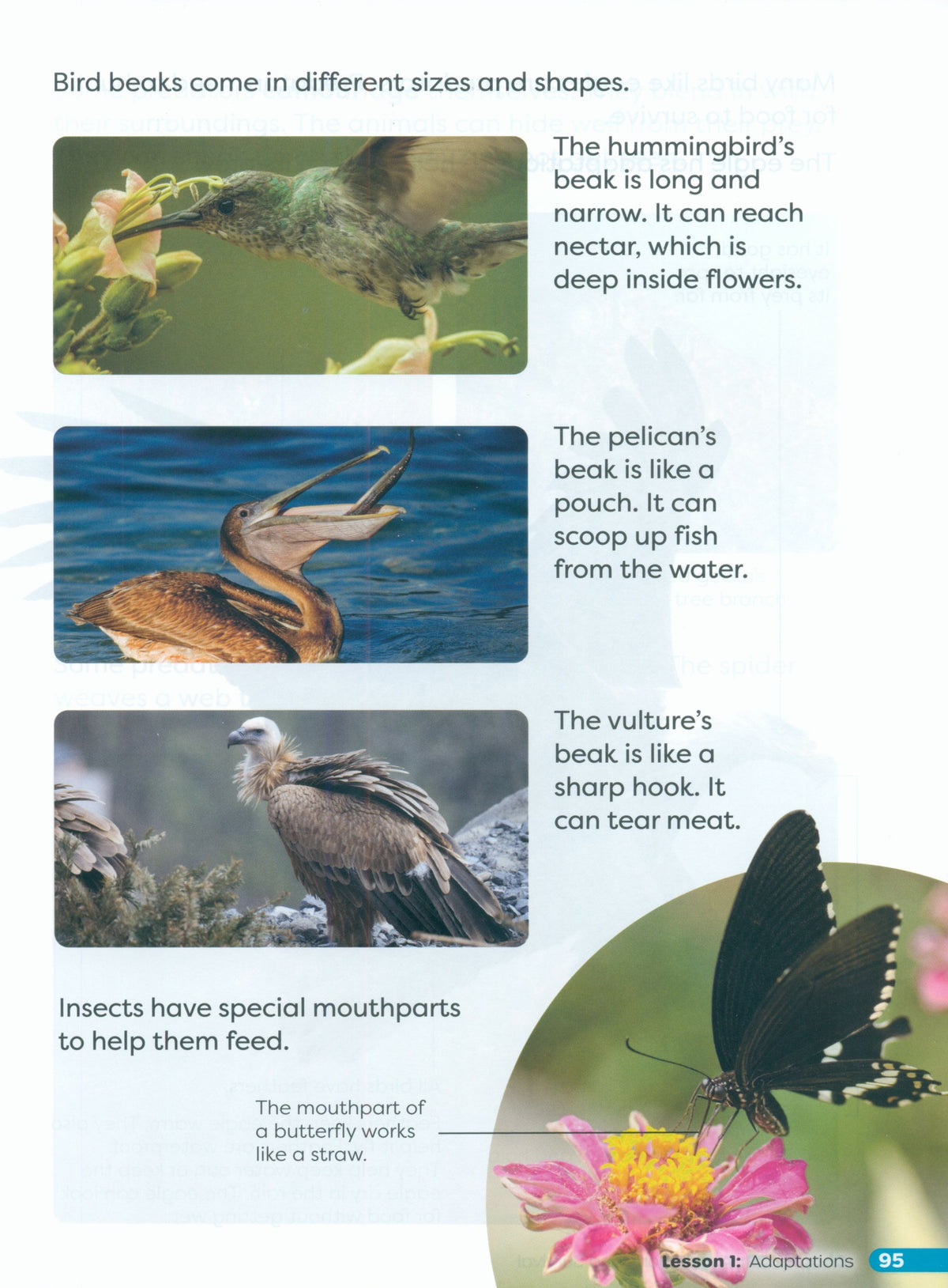 Primary Science Worktext G3B