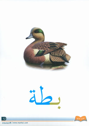 Arabic Friends Flash Cards Level PreK أصدقاء العربية البطاقات التعليمية (مستوى ما قبل الروضة)
